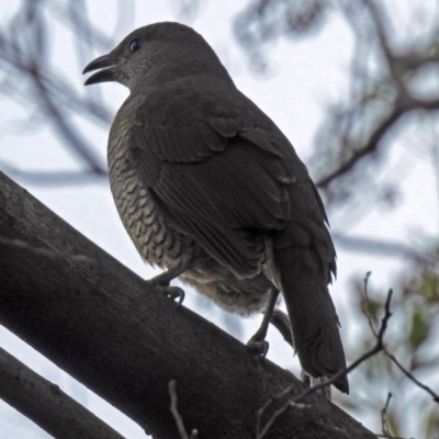 Ptilonorhynchus violaceus (Satin Bowerbird) at ANBG - 3 Sep 2018 by RodDeb