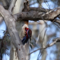 Platycercus elegans (Crimson Rosella) at Acton, ACT - 26 Aug 2018 by redsnow