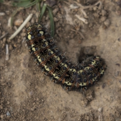 Apina callisto (Pasture Day Moth) at Kingston, ACT - 3 Sep 2018 by AlisonMilton