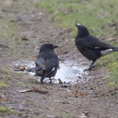 Strepera graculina (Pied Currawong) at Fyshwick, ACT - 3 Sep 2018 by AlisonMilton