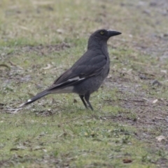 Strepera versicolor (Grey Currawong) at Fyshwick, ACT - 2 Sep 2018 by Alison Milton