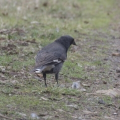 Strepera versicolor at Fyshwick, ACT - 3 Sep 2018