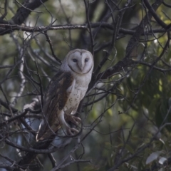 Tyto alba (Barn Owl) at Fyshwick, ACT - 3 Sep 2018 by AlisonMilton