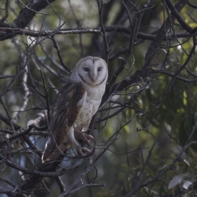 Tyto alba (Barn Owl) at Jerrabomberra Wetlands - 3 Sep 2018 by Alison Milton