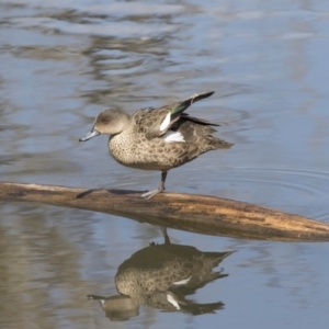 Anas gracilis at Fyshwick, ACT - 3 Sep 2018 10:30 AM