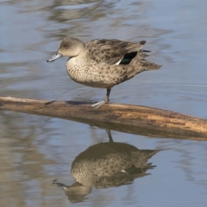 Anas gracilis at Fyshwick, ACT - 3 Sep 2018 10:30 AM