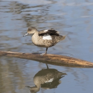 Anas gracilis at Fyshwick, ACT - 3 Sep 2018