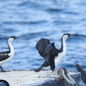 Phalacrocorax fuscescens at Eden, NSW - 2 Sep 2018