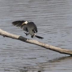 Microcarbo melanoleucos (Little Pied Cormorant) at Fyshwick, ACT - 3 Sep 2018 by Alison Milton