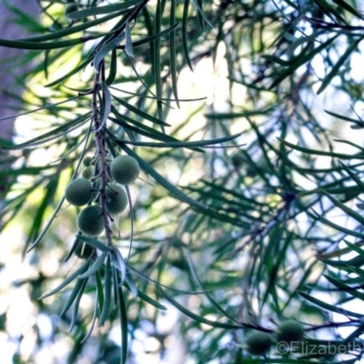 Persoonia linearis (Narrow-leaved Geebung) at Corunna, NSW - 1 Sep 2018 by LocalFlowers