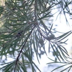 Persoonia linearis at Corunna, NSW - suppressed