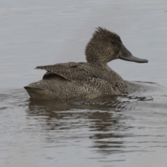 Stictonetta naevosa (Freckled Duck) at Fyshwick, ACT - 2 Sep 2018 by AlisonMilton