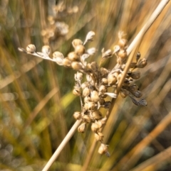 Juncus (genus) (A Rush) at Michelago, NSW - 3 Sep 2018 by Illilanga