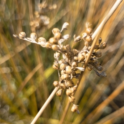 Juncus (genus) (A Rush) at Michelago, NSW - 3 Sep 2018 by Illilanga