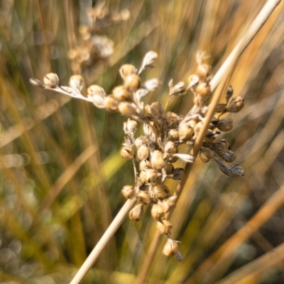 Juncus sp. (A Rush) at Michelago, NSW - 3 Sep 2018 by Illilanga