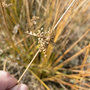 Juncus sp. at Illilanga & Baroona - 3 Sep 2018