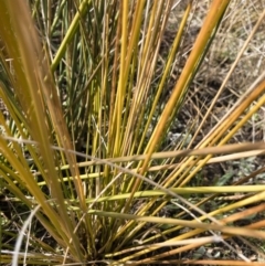 Juncus sp. at Illilanga & Baroona - 3 Sep 2018