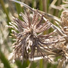 Cyperus gunnii subsp. gunnii (Flecked Flat-Sedge) at Michelago, NSW - 3 Sep 2018 by Illilanga