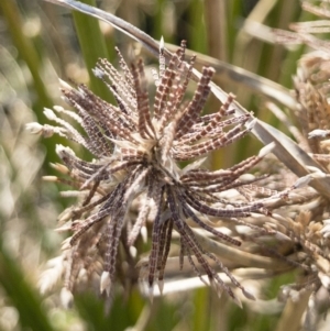 Cyperus gunnii subsp. gunnii at Illilanga & Baroona - 3 Sep 2018 11:44 AM