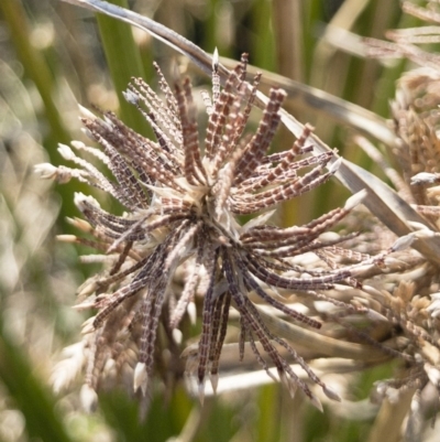 Cyperus gunnii subsp. gunnii (Flecked Flat-Sedge) at Illilanga & Baroona - 3 Sep 2018 by Illilanga