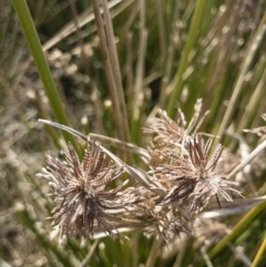 Cyperus gunnii subsp. gunnii at Illilanga & Baroona - 3 Sep 2018