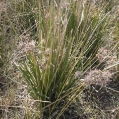 Cyperus gunnii subsp. gunnii at Illilanga & Baroona - 3 Sep 2018 11:44 AM