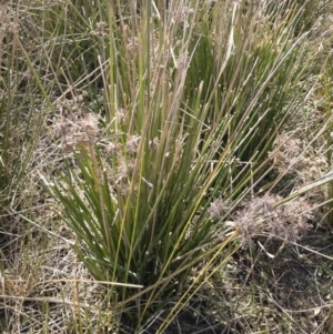 Cyperus gunnii subsp. gunnii at Illilanga & Baroona - 3 Sep 2018