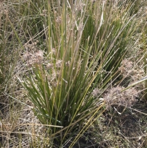 Cyperus gunnii subsp. gunnii at Illilanga & Baroona - 3 Sep 2018 11:44 AM