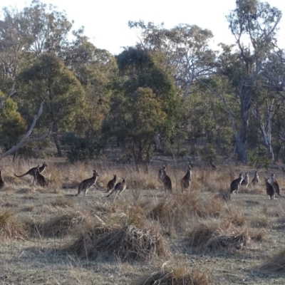 Macropus giganteus (Eastern Grey Kangaroo) at O'Malley, ACT - 3 Sep 2018 by Mike