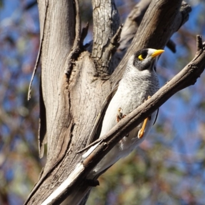 Manorina melanocephala (Noisy Miner) at Mount Mugga Mugga - 3 Sep 2018 by Mike