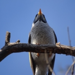 Manorina melanocephala at O'Malley, ACT - 3 Sep 2018