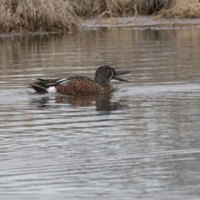 Spatula rhynchotis (Australasian Shoveler) at Fyshwick, ACT - 3 Sep 2018 by AlisonMilton