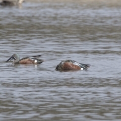 Spatula rhynchotis at Fyshwick, ACT - 3 Sep 2018 09:42 AM