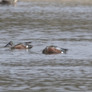 Spatula rhynchotis at Fyshwick, ACT - 3 Sep 2018 09:42 AM