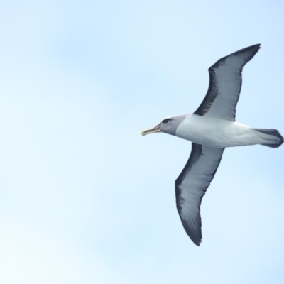 Thalassarche bulleri (Buller's Albatross) at Undefined - 1 Sep 2018 by Leo