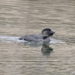 Biziura lobata (Musk Duck) at Illilanga & Baroona - 23 Aug 2018 by Illilanga