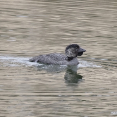 Biziura lobata (Musk Duck) at Illilanga & Baroona - 23 Aug 2018 by Illilanga