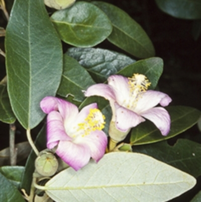 Lagunaria patersonia (Norfolk Island Hibiscus) at Undefined - 31 Dec 1999 by BettyDonWood