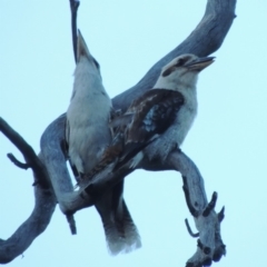 Dacelo novaeguineae (Laughing Kookaburra) at Tennent, ACT - 13 Dec 2014 by MichaelBedingfield