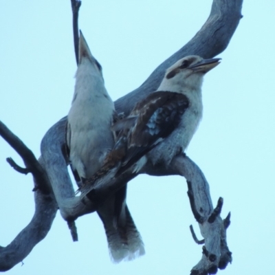 Dacelo novaeguineae (Laughing Kookaburra) at Tennent, ACT - 13 Dec 2014 by michaelb