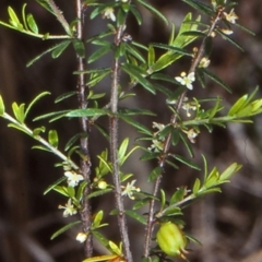 Micrantheum ericoides at Bomaderry Creek Regional Park - 1 Oct 1998 by BettyDonWood