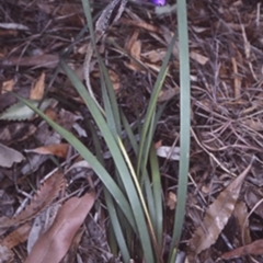 Patersonia sericea var. sericea (Silky Purple-flag) at Jervis Bay National Park - 12 Aug 1998 by BettyDonWood