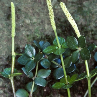 Peperomia tetraphylla (Four-leaved Peperomia) at Undefined - 15 Sep 1998 by BettyDonWood