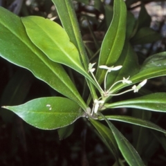 Tasmannia insipida (Brush Pepperbush, Dorrigo Pepper) at Monga National Park - 18 Oct 1998 by BettyDonWood