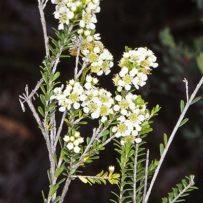 Triplarina nowraensis (Nowra Heath Myrtle) at Undefined - 29 Nov 1998 by BettyDonWood