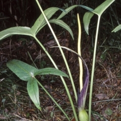 Typhonium eliosurum at North Brooman State Forest - 29 Nov 1998 by BettyDonWood