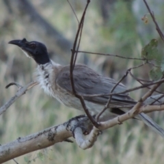 Philemon corniculatus (Noisy Friarbird) at Tennent, ACT - 13 Dec 2014 by michaelb