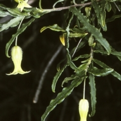 Billardiera mutabilis (Climbing Apple Berry, Apple Berry, Snot Berry, Apple Dumblings, Changeable Flowered Billardiera) at Bomaderry Creek Regional Park - 26 Sep 1997 by BettyDonWood