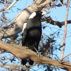 Gymnorhina tibicen at Paddys River, ACT - 16 Dec 2014 07:04 PM