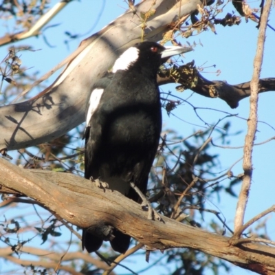 Gymnorhina tibicen (Australian Magpie) at Point Hut to Tharwa - 16 Dec 2014 by michaelb